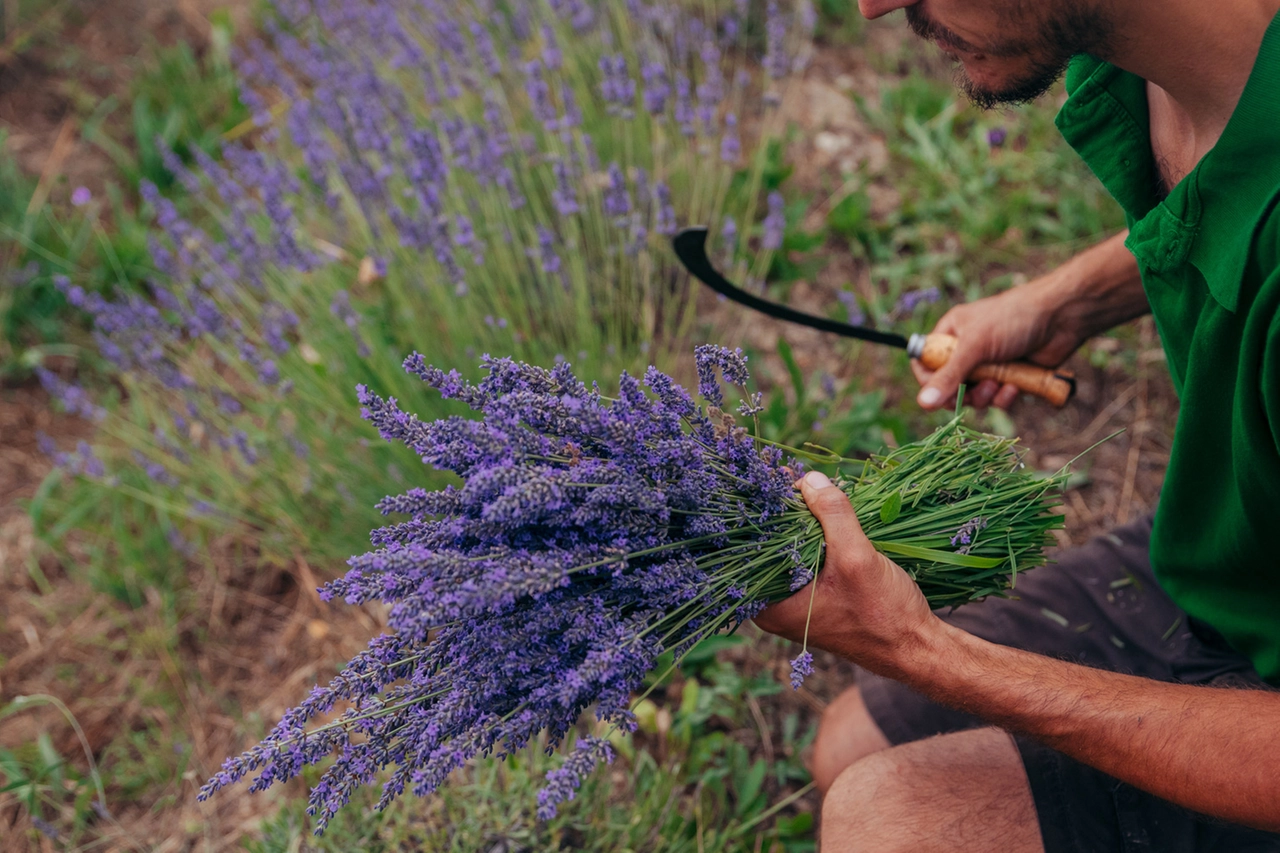 Campi di lavanda sulle colline di Imperia