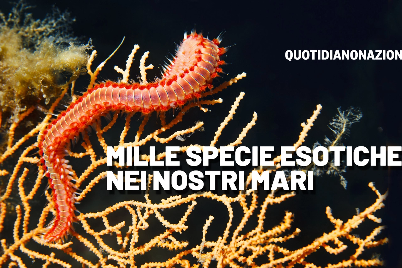 L'Hermodice carunculata o verme del mare 