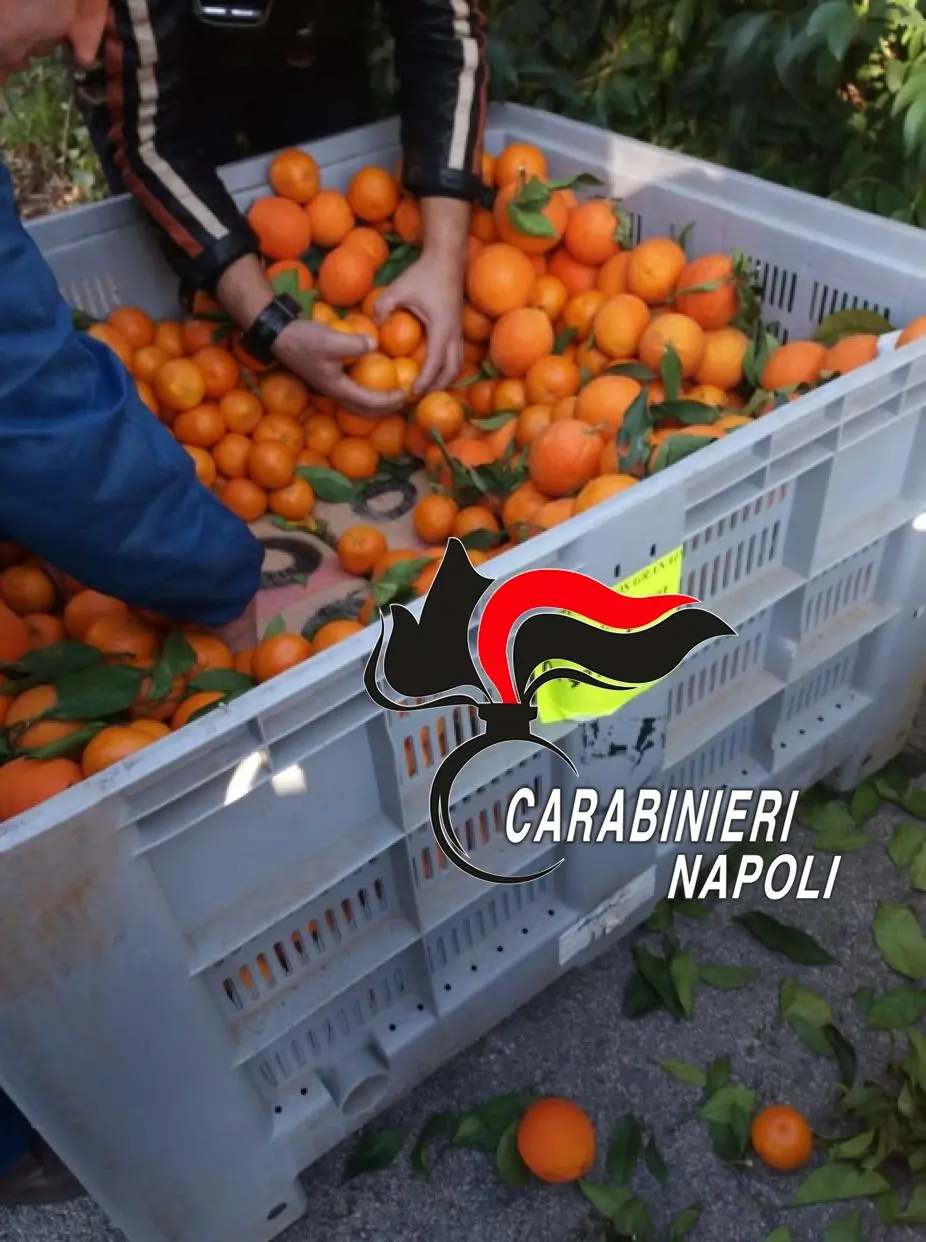 Tonnellate Di Droga Nascoste Nella Frutta A Napoli. Traffico In Arrivo ...