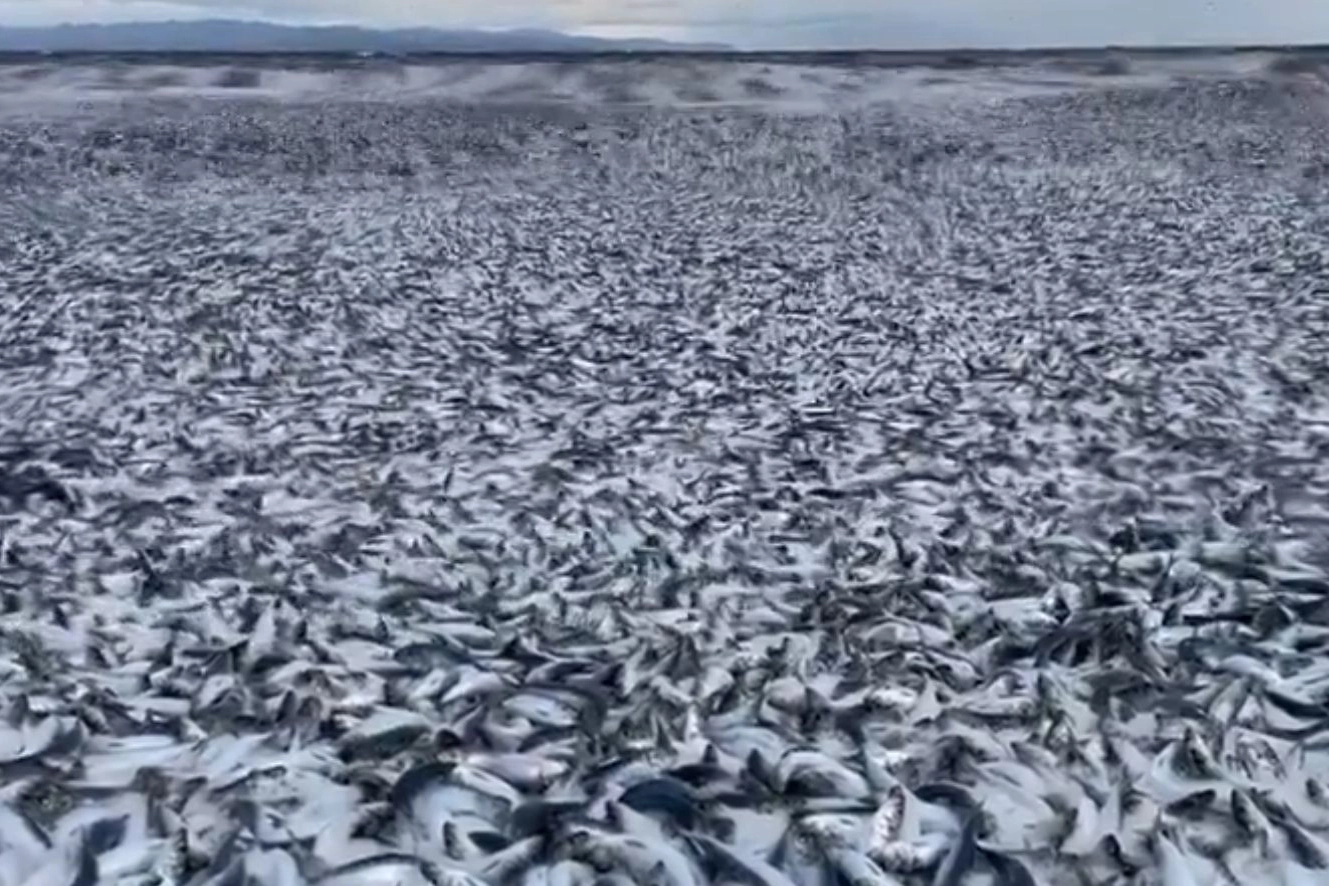 Migliaia di sardine morte sulla spiaggia di Hakodate