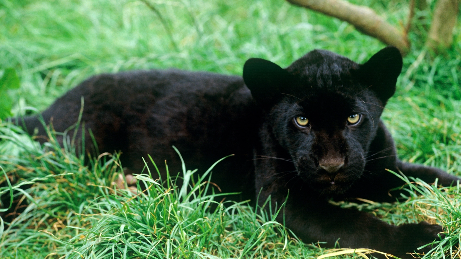 Cucciolo di pantera nera in una foto Lawson per WWF