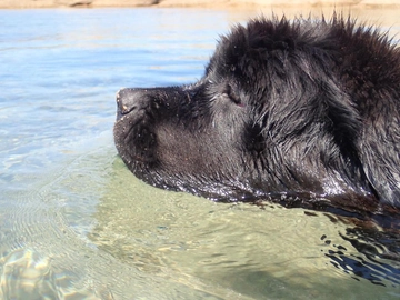 Vita da cani eroi: “Vi racconto Reef e gli altri, i migliori amici dei bambini”