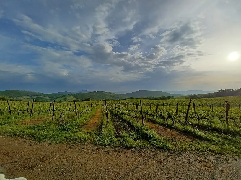 Villa Santo Stefano raddoppia: vigneti anche in Maremma per produrre un grande Cabernet Franc