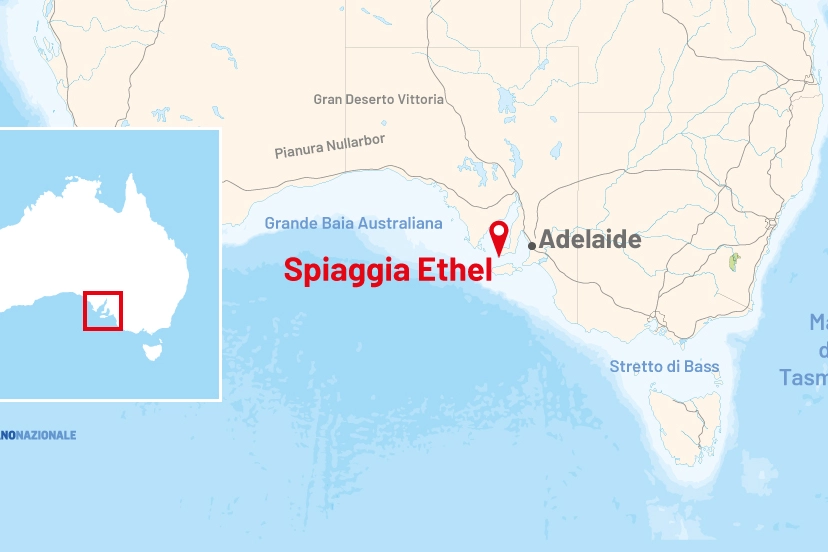 Australia: adolescente ucciso da uno squalo nel paradiso dei surfisti a Ethel Beach