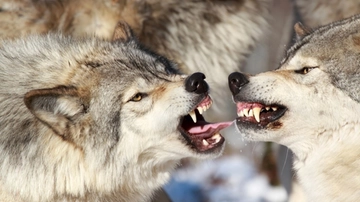 Lupi in Trentino e abbattimenti: cosa ha stabilito il Tar e cosa chiedono gli animalisti