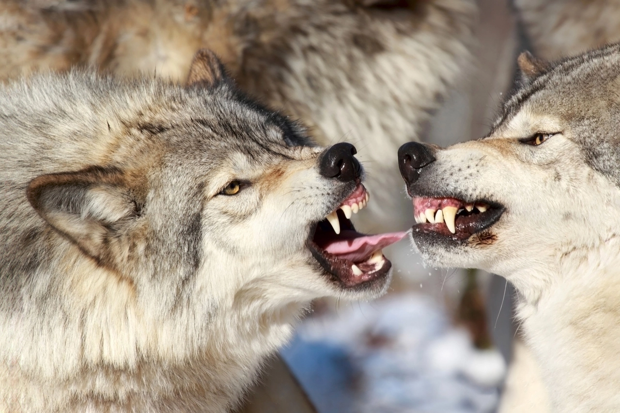 Lupi in Trentino e abbattimenti: cosa ha stabilito il Tar