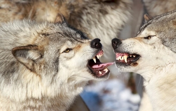 Lupi in Trentino e abbattimenti: cosa ha stabilito il Tar e cosa chiedono gli animalisti