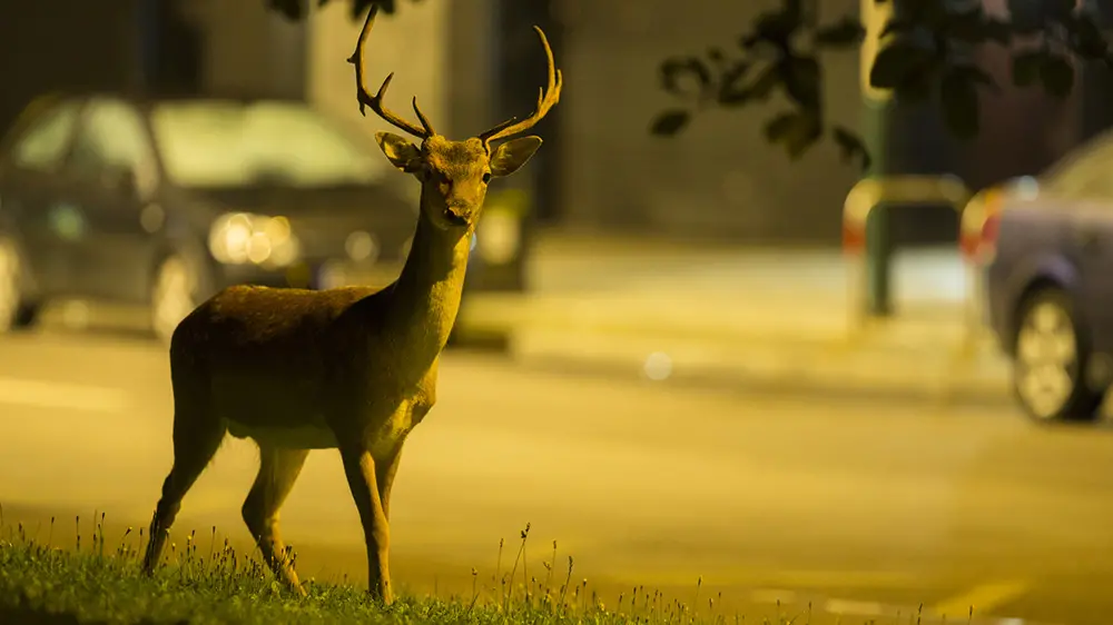 Gli animali che vivono in città cambiano i loro orari di attività