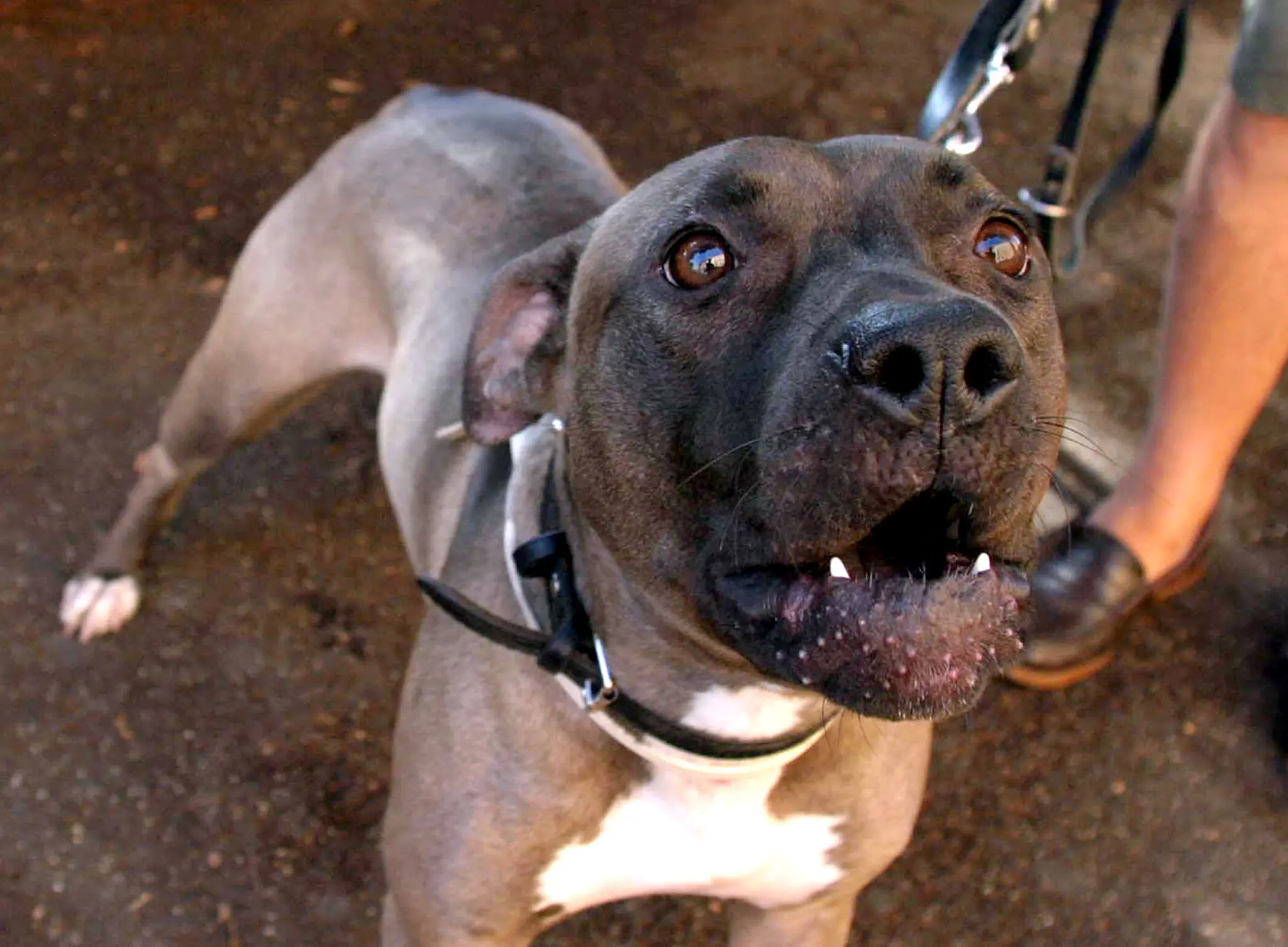 Napoli, cani vedetta per i clan a Traiano: liberati dalle catene