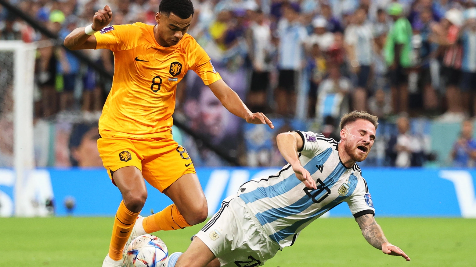 Cody Gakpo in azione contro l'Argentina