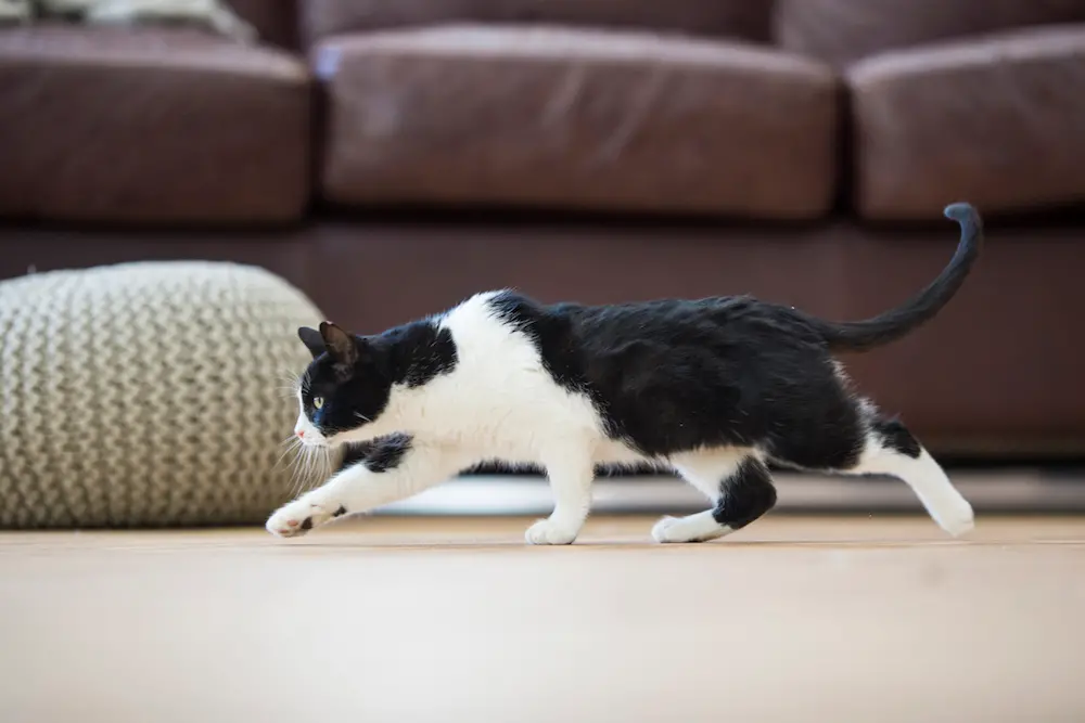 La caccia dei gatti è un problema: che tipo di proprietario di gatto sei?