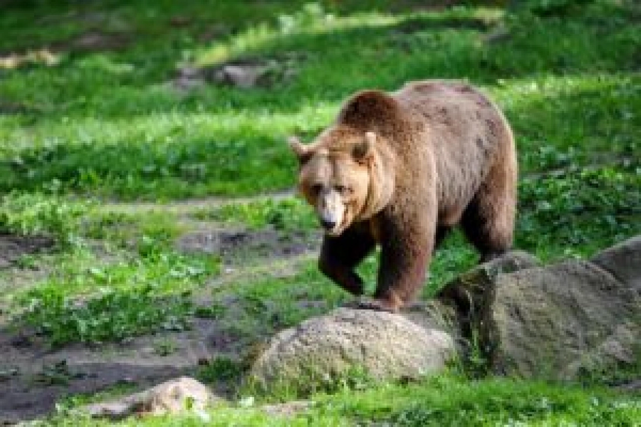 Un altro orso trovato morto in Trentino (repertorio)