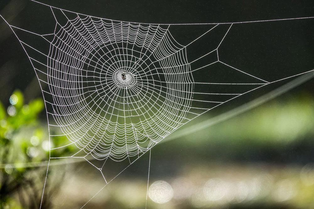 La Musica Dei Ragni Ecco Come Suona La Ragnatela