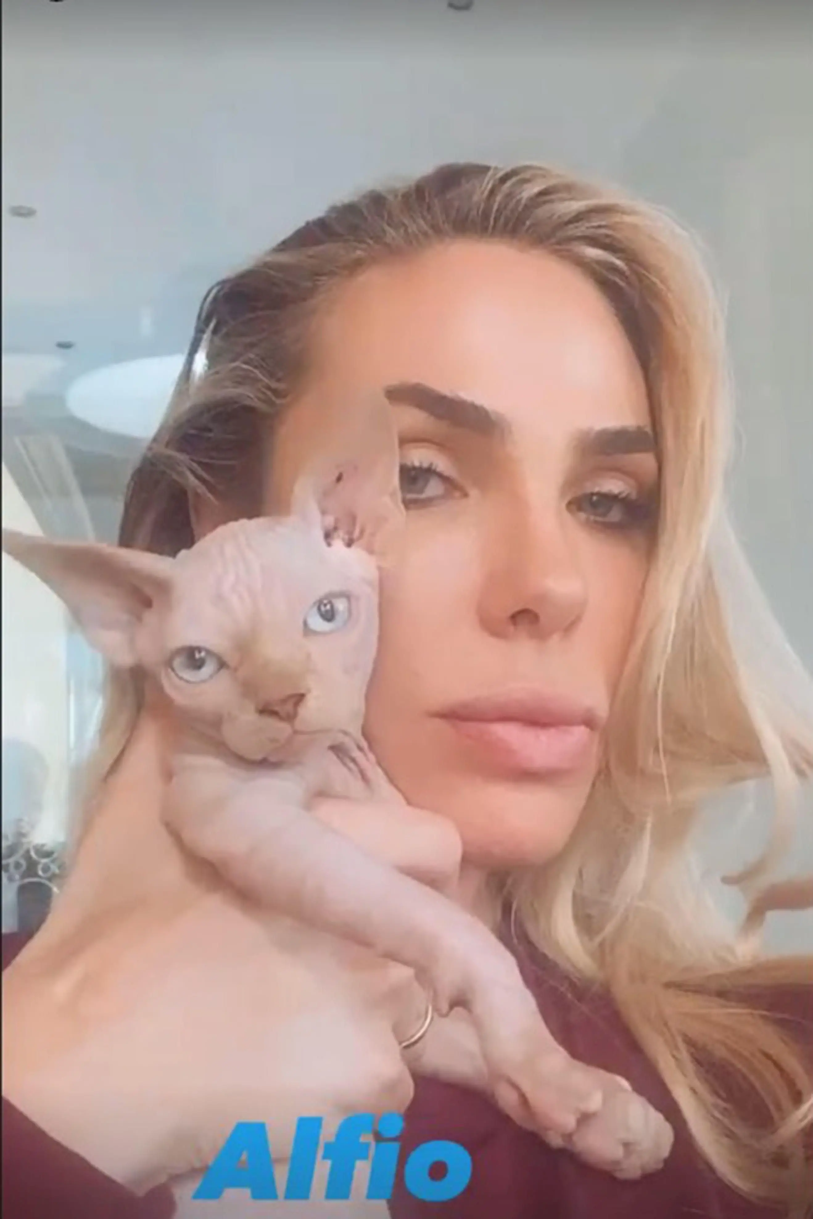 Ilary Blasi, ritrovato l'amato gatto Alfio grazie all'appello sui social