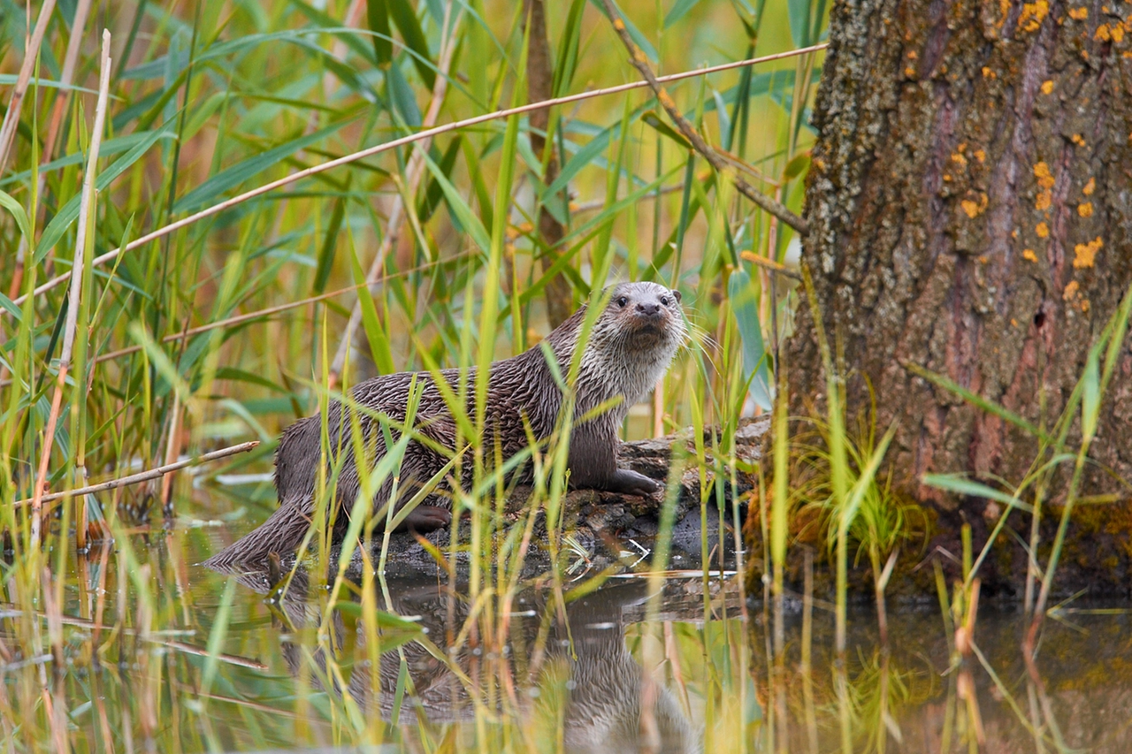 Una lontra, specie presente anche in Italia ma a rischio estinzione (foto Wwf Carlo Falanga)