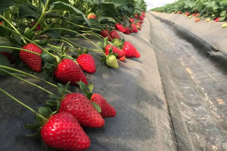 Fragole Candonga, nel Metapontino la raccolta da gennaio a giugno