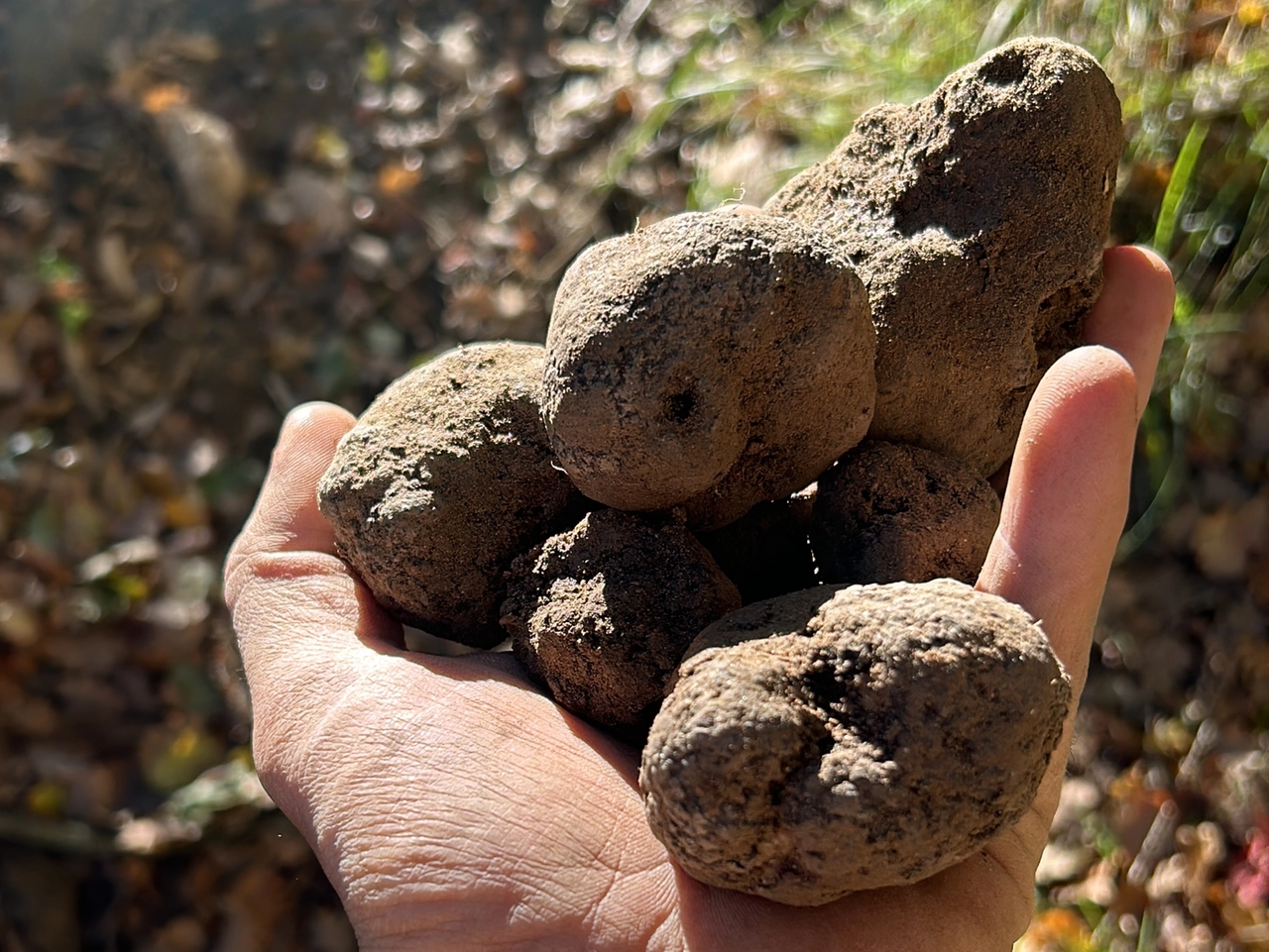 I tuberi di tartufo nero pregiato