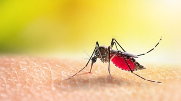 Zanzare e allarme Dengue, l’esperto: ecco le precauzioni da prendere in vacanza (e in giardino)