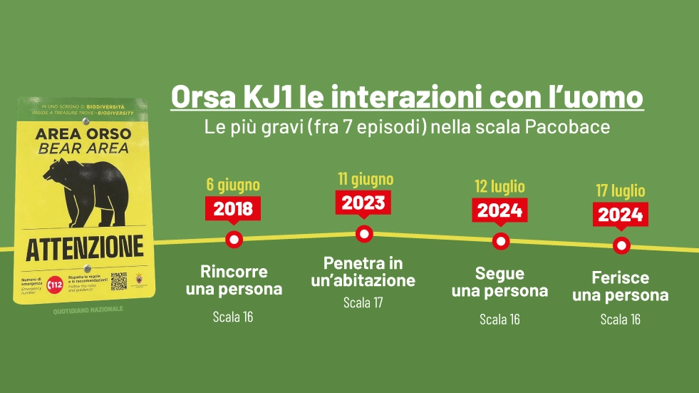 Orsa KJ1: sette interazioni con l'uomo, le più gravi