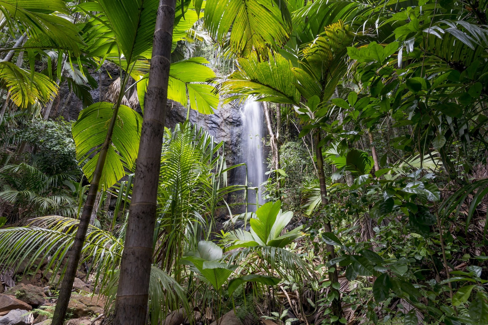Cuore verde dell’isola di Praslin, Seychelles, la foresta primordiale Vallée de Mai, patrimonio Unesco