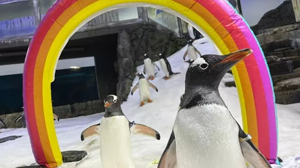 I pinguini Sphen e Magic fanno coppia dal 20212 e hanno adottato e cresciuto due pulcini (Sea Life Aquarium)