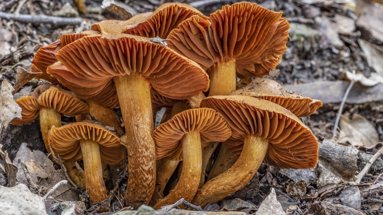 Cortinarius orellanus, un altro fungo mortale (foto Nicolò Oppicelli)