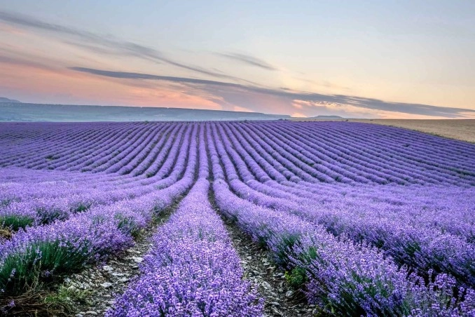 Campi di lavanda in Provenza