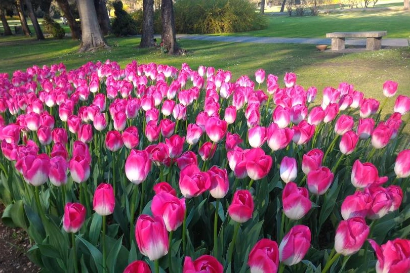 Tulipano al Parco Giardino Sigurtà