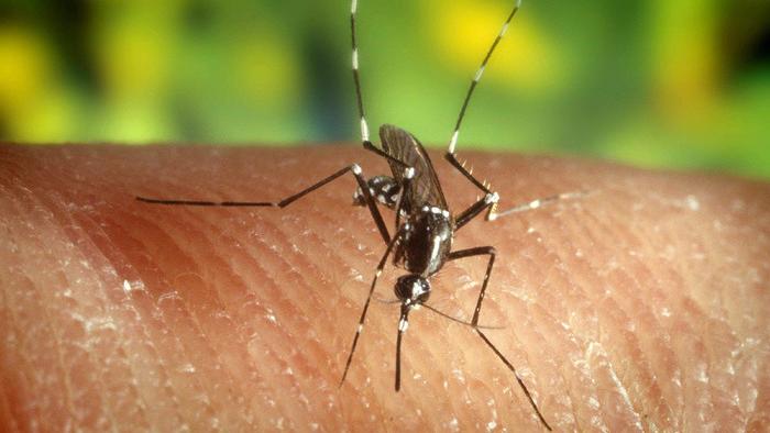 Malaria in Veneto, allerta per un caso autoctono