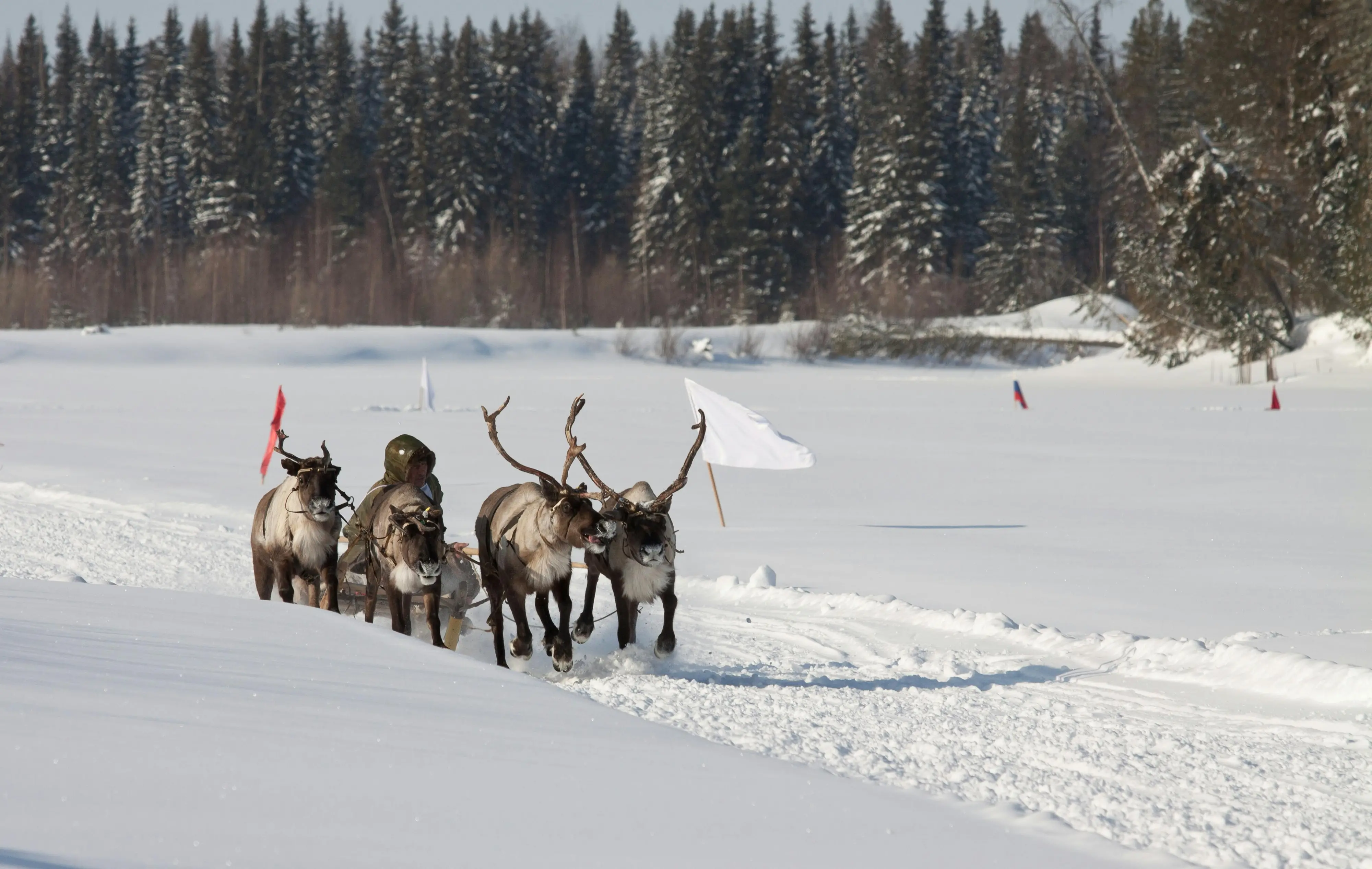 Artico e scioglimento dei ghiacci, dal permafrost si liberano metano (e antrace). La storia delle renne nella penisola Jamal