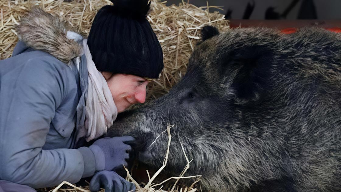 "Salvate la cinghialina". Anche Brigitte Bardot si mobilita per Rillette