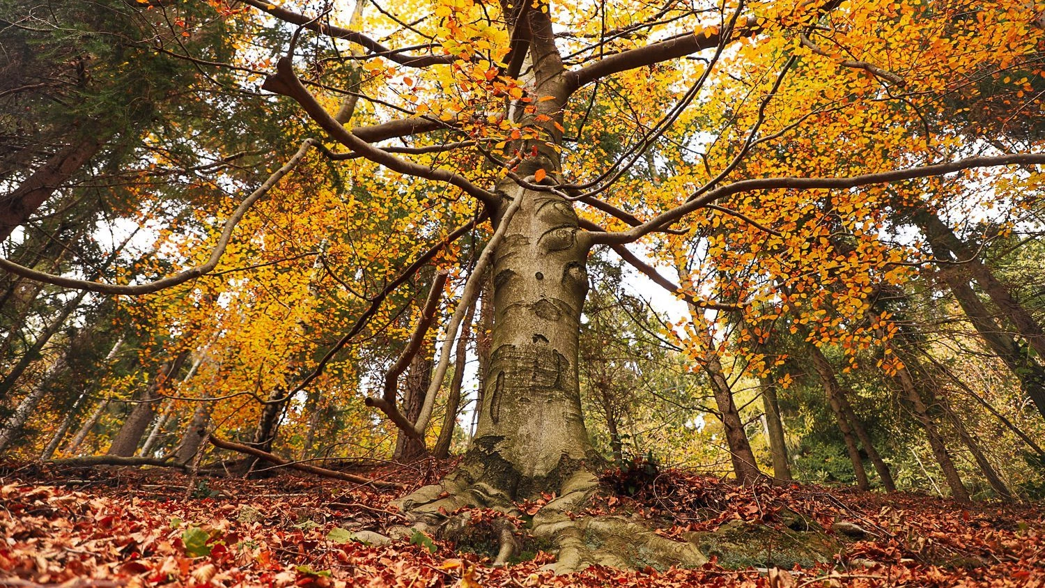 Oasi Zegna, Foliage d'autunno