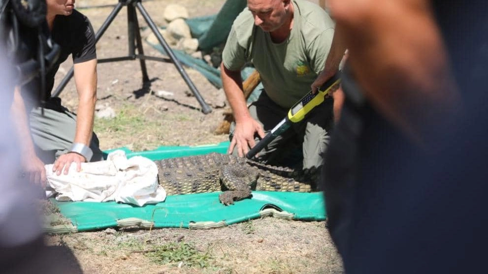 Un'immagine della cattura di 'Crocky', avvenuta mercoledì, pubblicata dalla sindaca di Botunets sul suo profilo Facebook