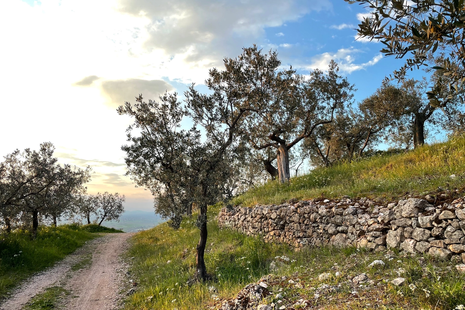 Passeggiate tra gli ulivi in Umbria