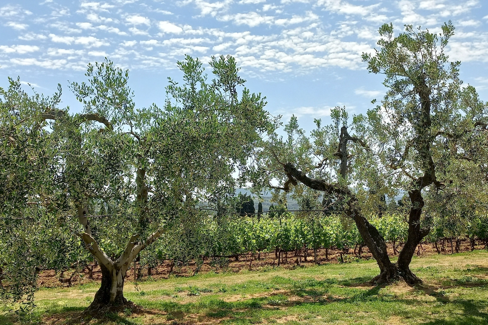 Il 'terroir' nella zona di Bolgheri: vigneti e oliveti alla Tenuta Di Varia