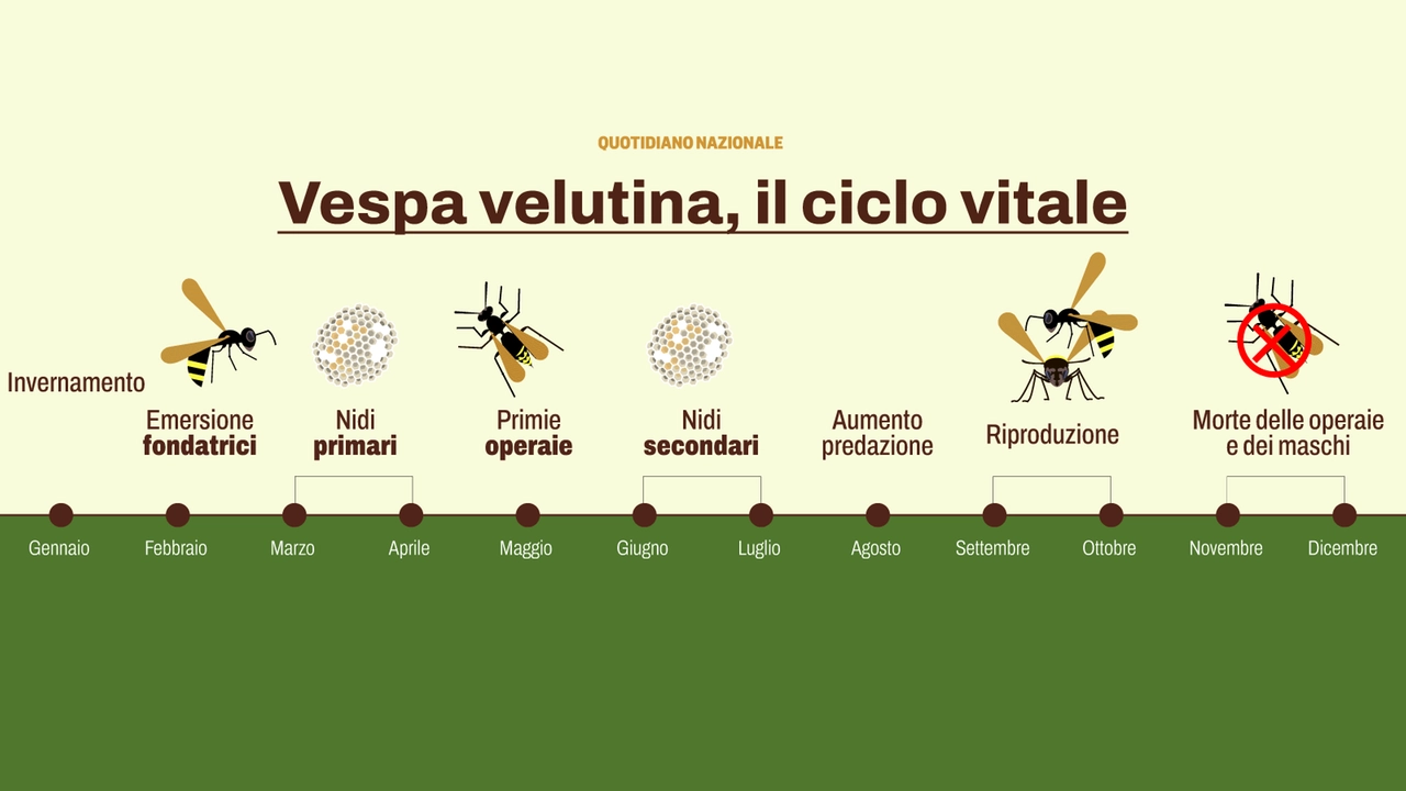 Vespa velutina: nel mese di gennaio le regine cercano luoghi dove svernare