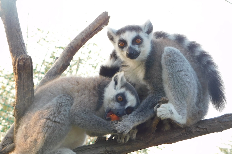 Lemuri, Safari Ravenna