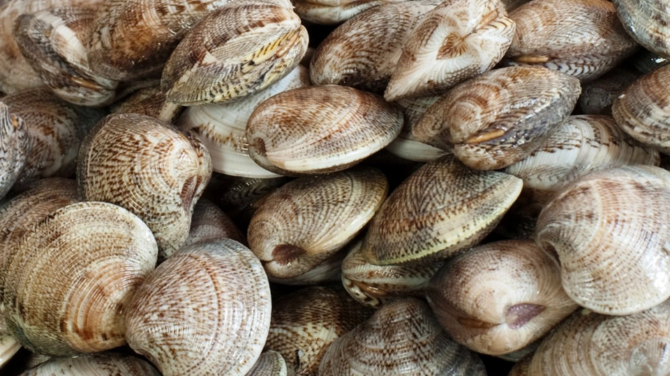 Vongole