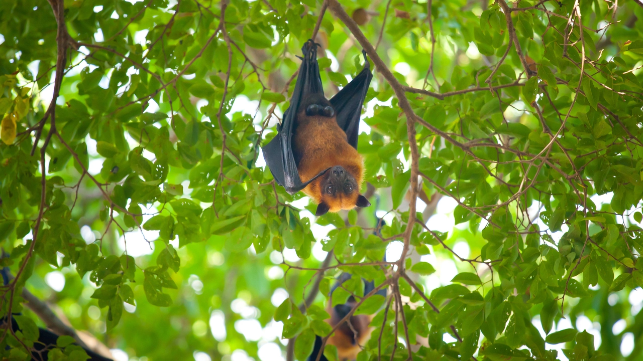 Il virus Nipah gira tra i pipistrelli