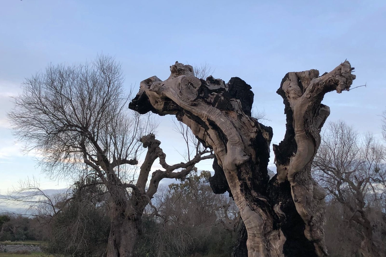 Olivi attaccati dal batterio alieno della Xylella