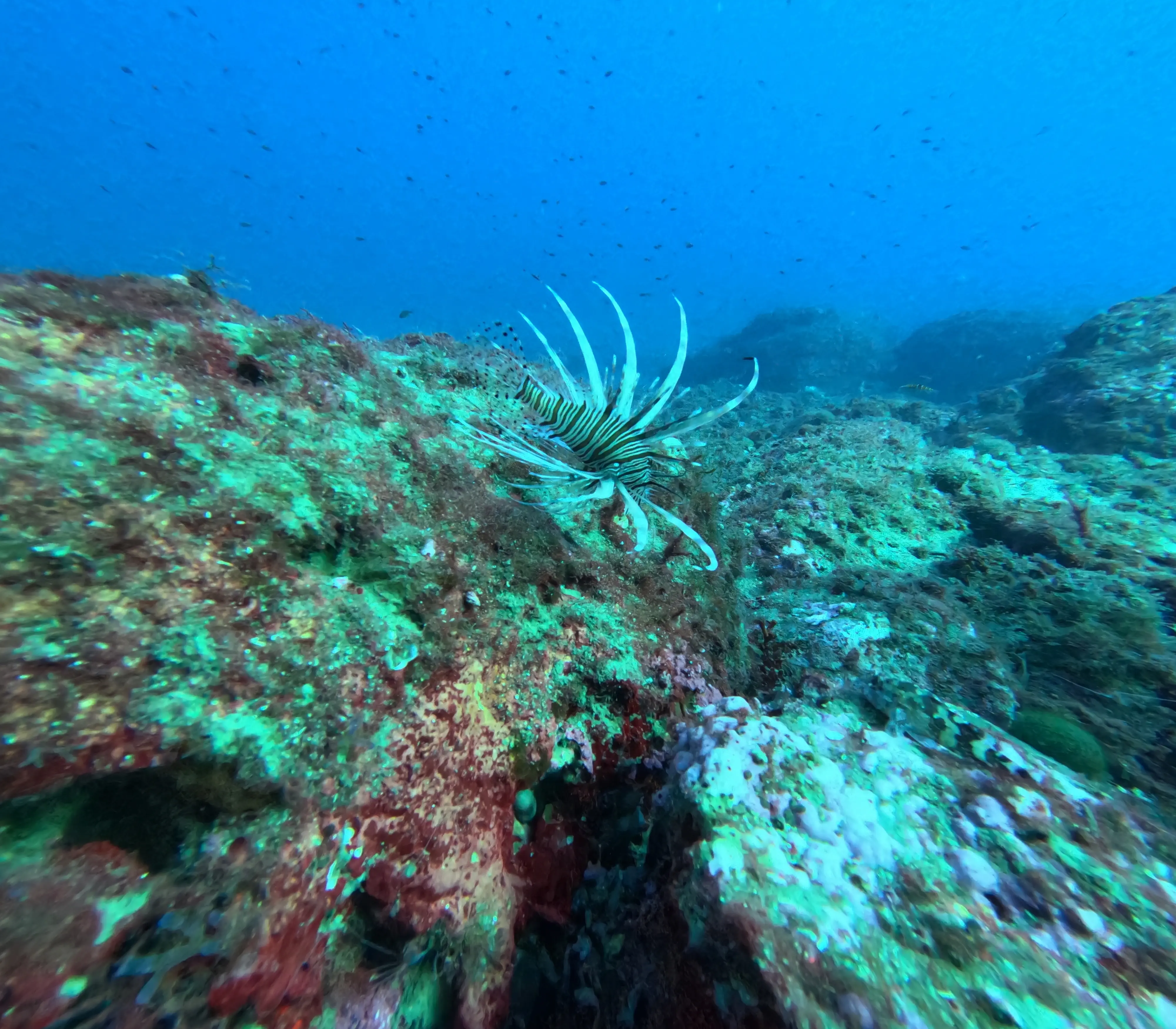 Pesce scorpione specie aliena invasiva in Sicilia, il sub: “Quelle fotografie a Taormina, a 18 metri di profondità”