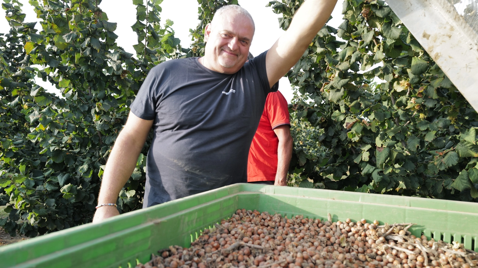 Un momento della raccolta delle nocciole