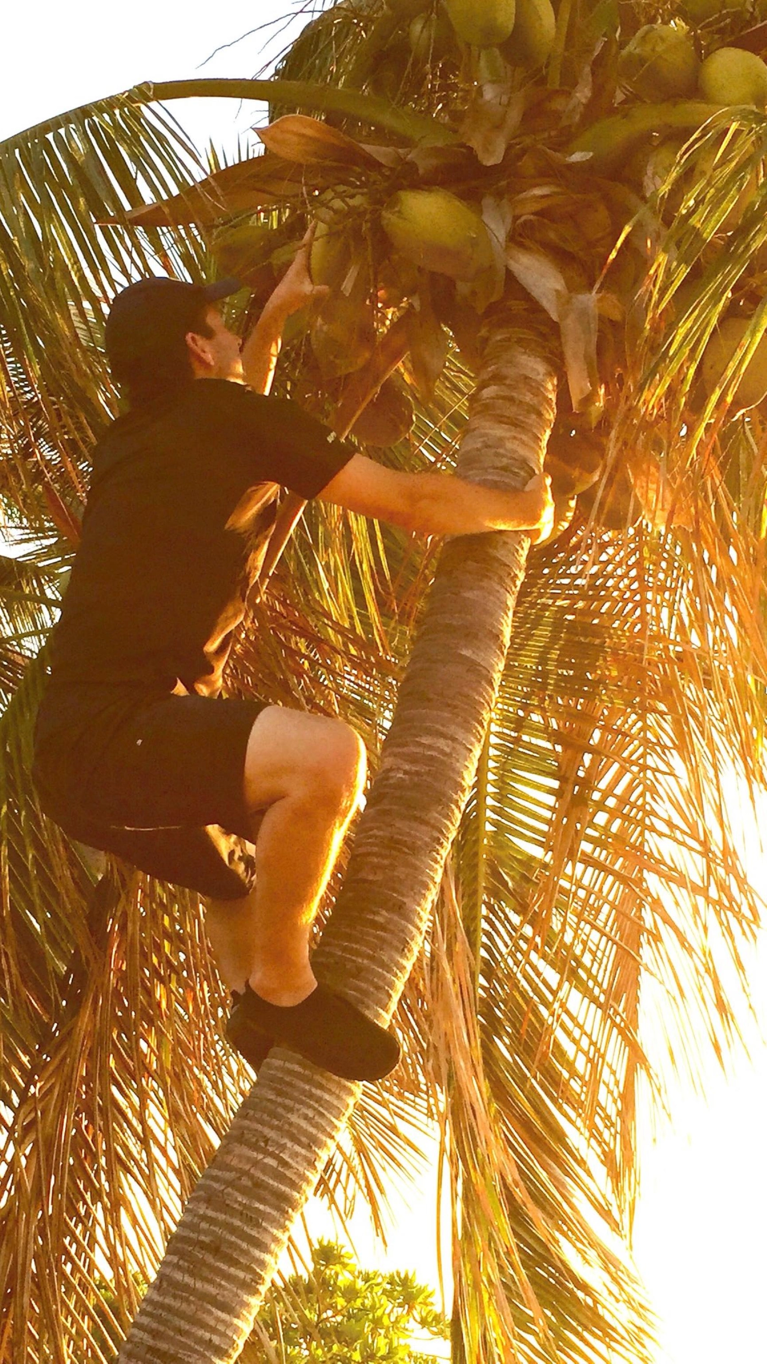 Con Kamala in pole position spopola sui social l'albero di cocco