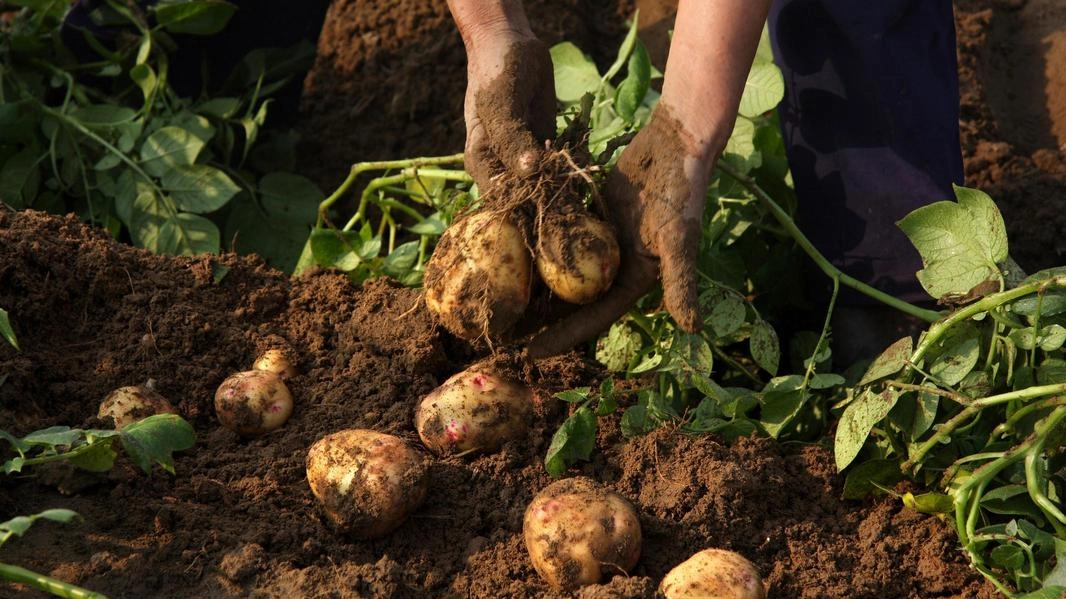 Le varietà di patate nazionali più importanti sono: Alba (precoce, polpa giallo-chiara), Desital (medio-tardiva, polpa giallo chiara adatta alla trasformazione...