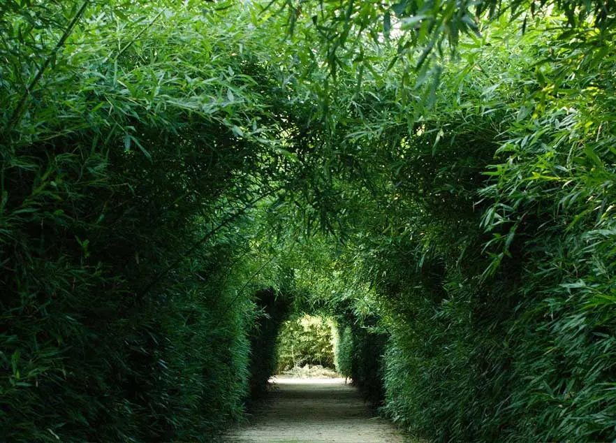 Labirinto della Masone, il più grande dedalo vegetale di canne di bambù