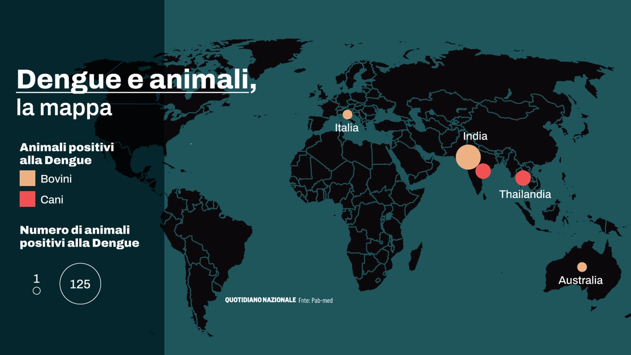 Dengue e animali, la mappa (fonte Pab-Med)