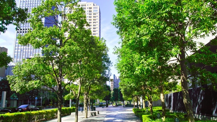 Alberi antismog, i benefici delle aree verdi nelle città