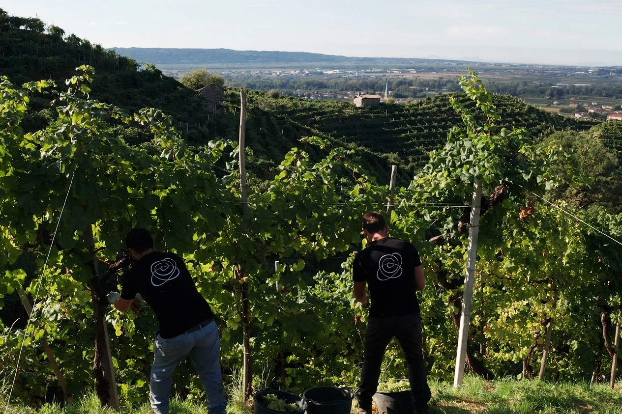 Vendemmia manuale nei vigneti Andreola