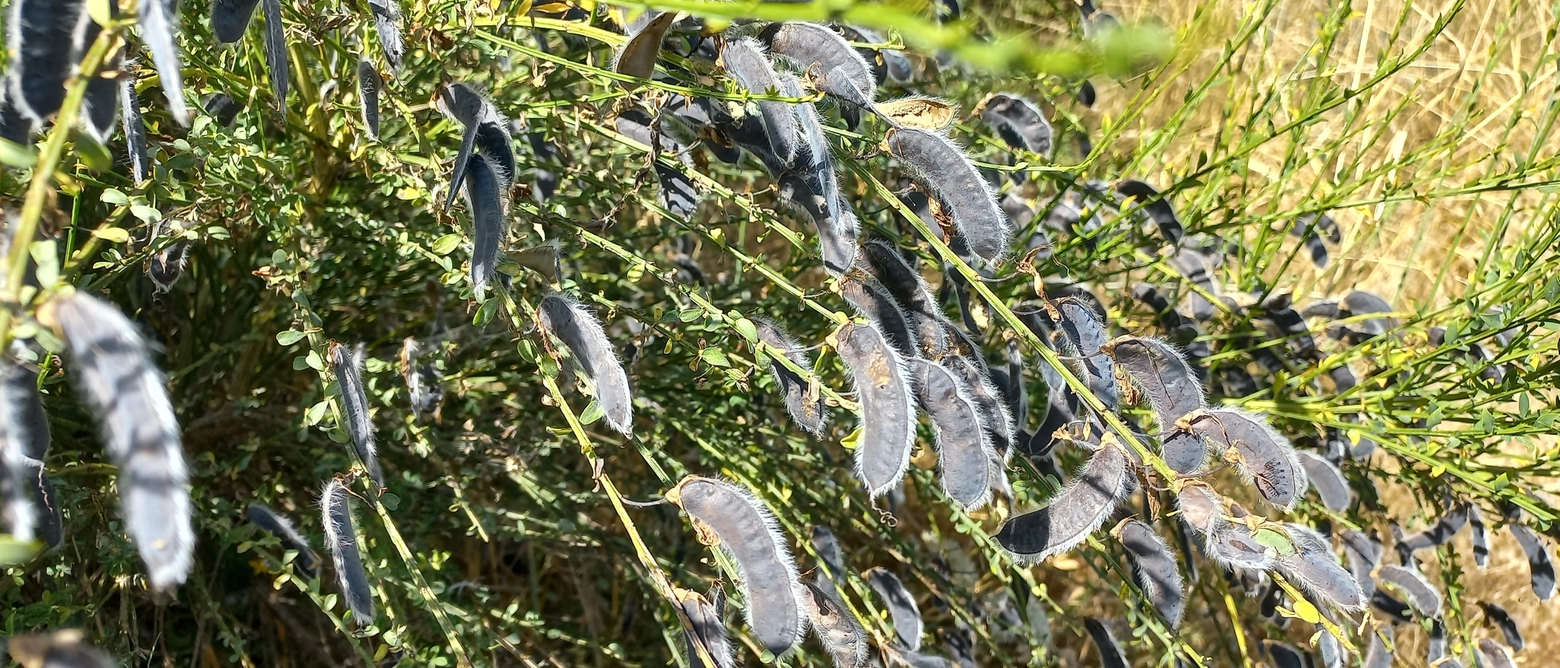 I Baccelli di Ginestra, fiore tipico del Vesuvio