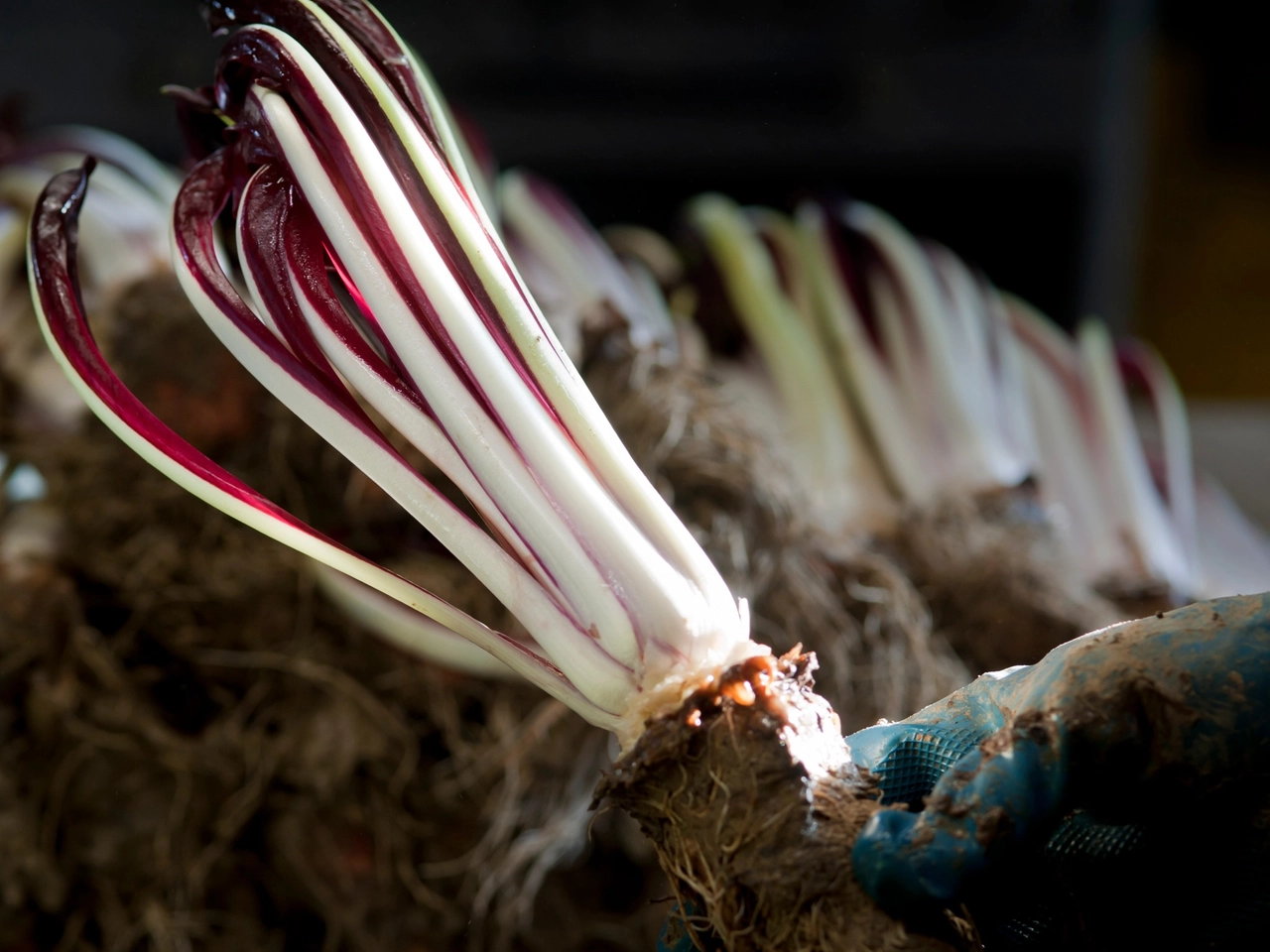 Il radicchio rosso di Treviso Igp